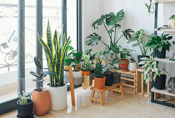 Houseplants that Make us Healthy